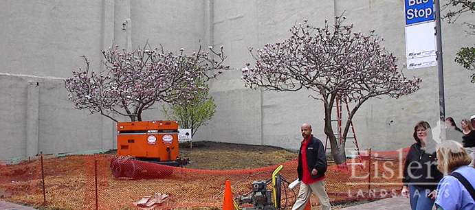 Project_Magnolia Park3.jpg